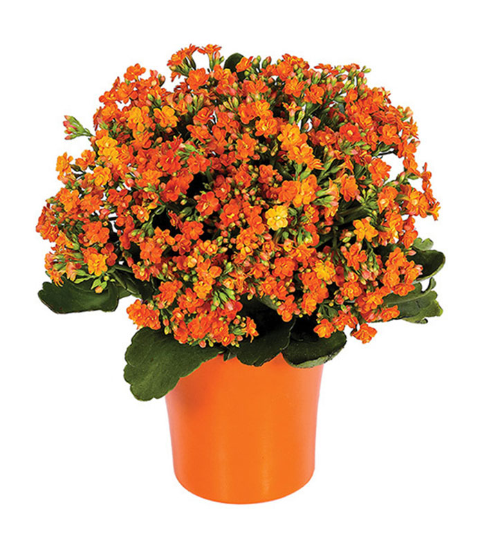 Kalanchoe Plant