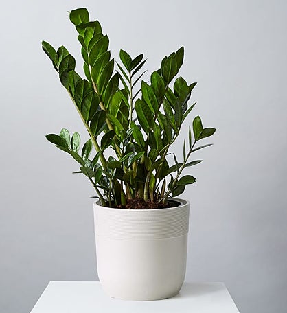 Zz Potted Plant