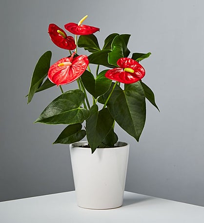 Red Anthurium Potted Plant