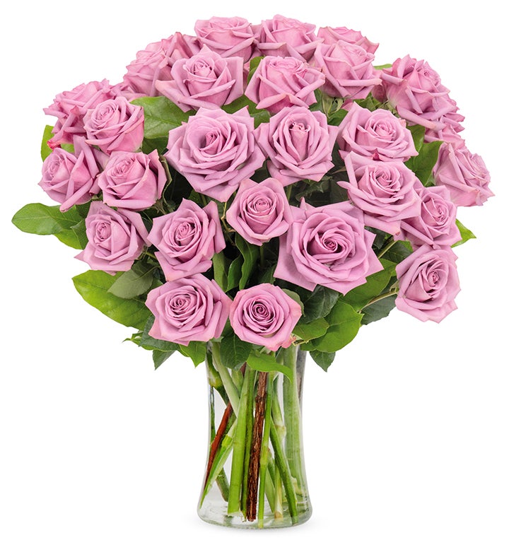 Purple Roses, 36-6 Stems