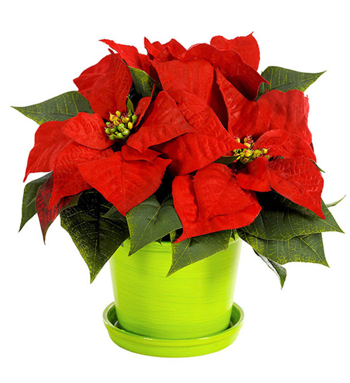 Christmas Poinsettia Surprise