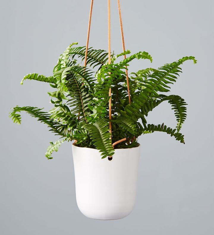 Boston Fern Hanging Plant