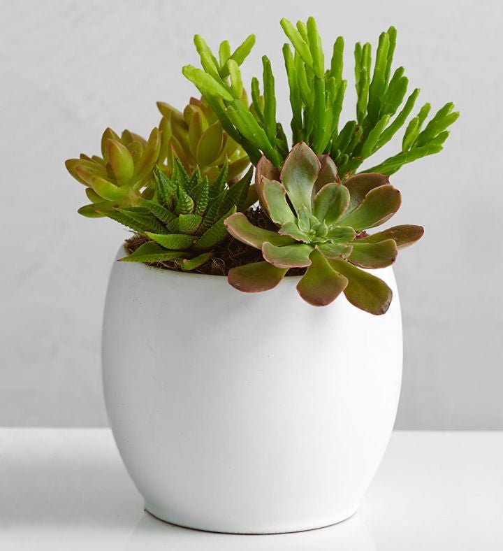 Succulent Garden