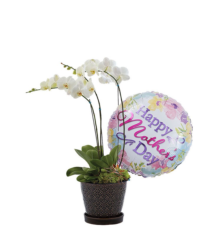Opulent Orchids